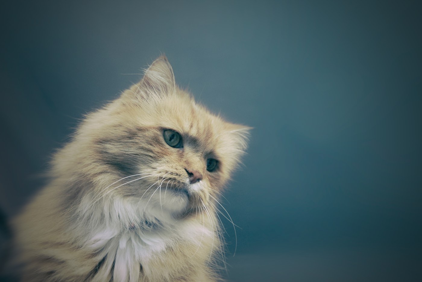 A fluffy ginger cat photographed against a teal background